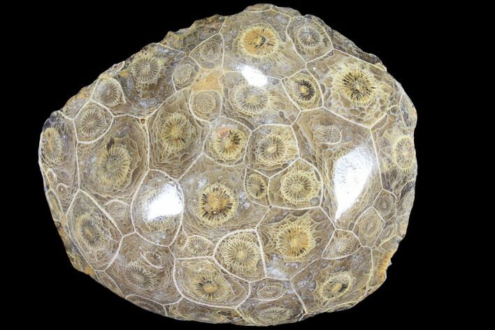 Polished Fossil Coral (Actinocyathus) - Morocco #84988